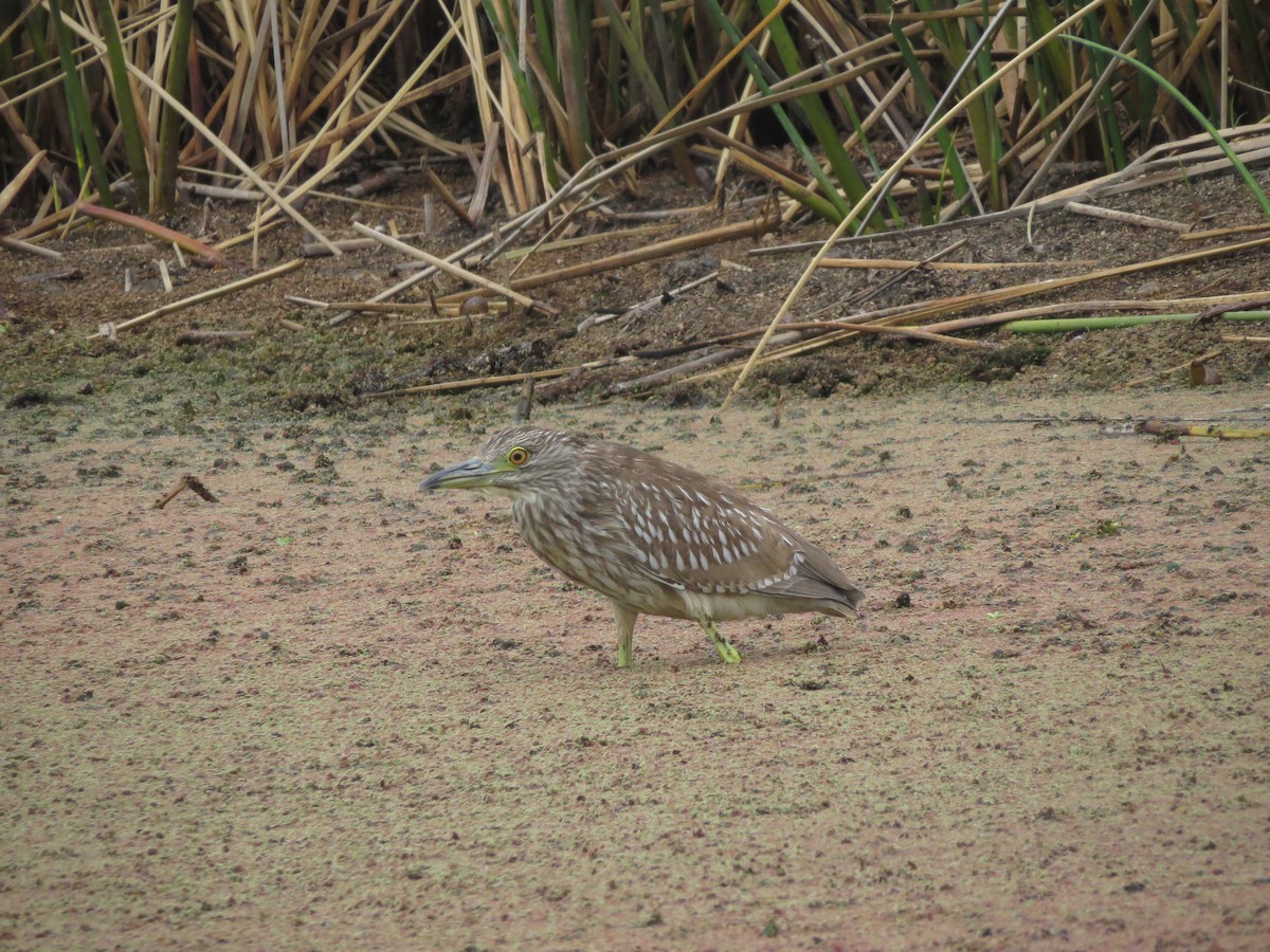 Black-crowned Night Heron - Anahí Vaccaro