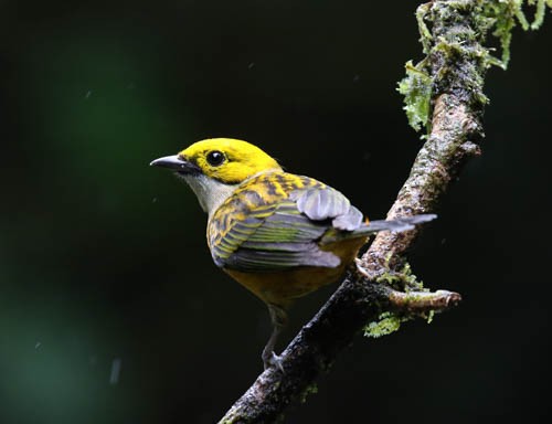 Silver-throated Tanager - ML83903111