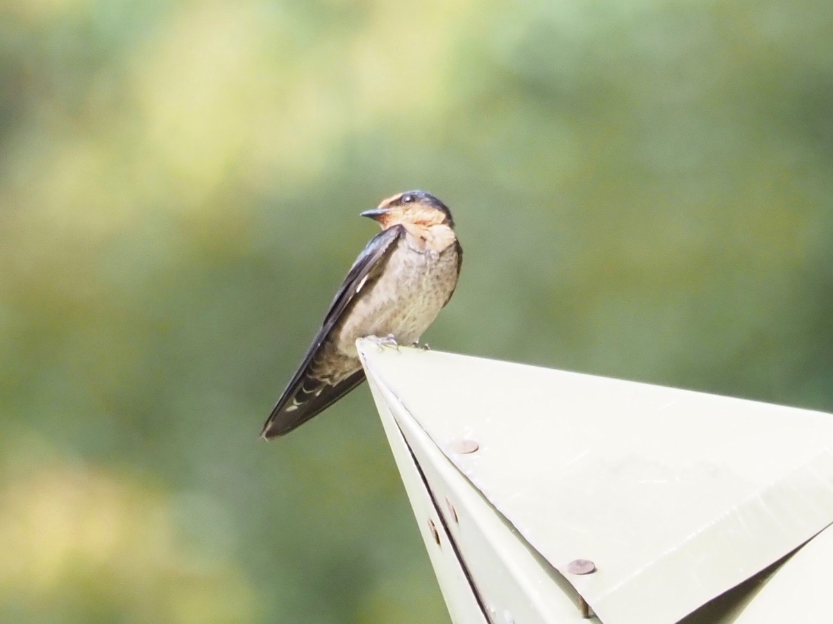 Pacific Swallow - ML83903281