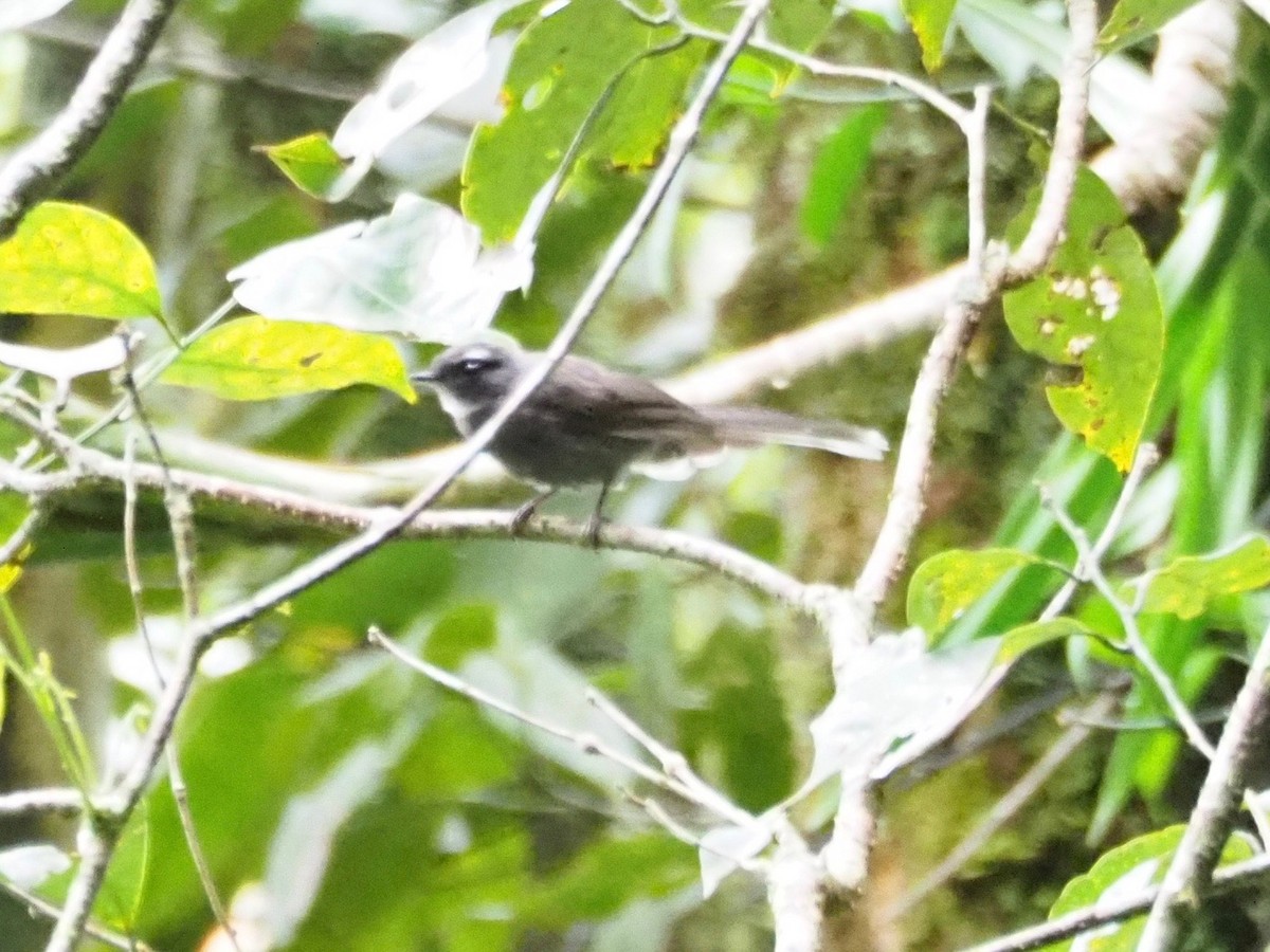 White-throated Fantail - ML83904441