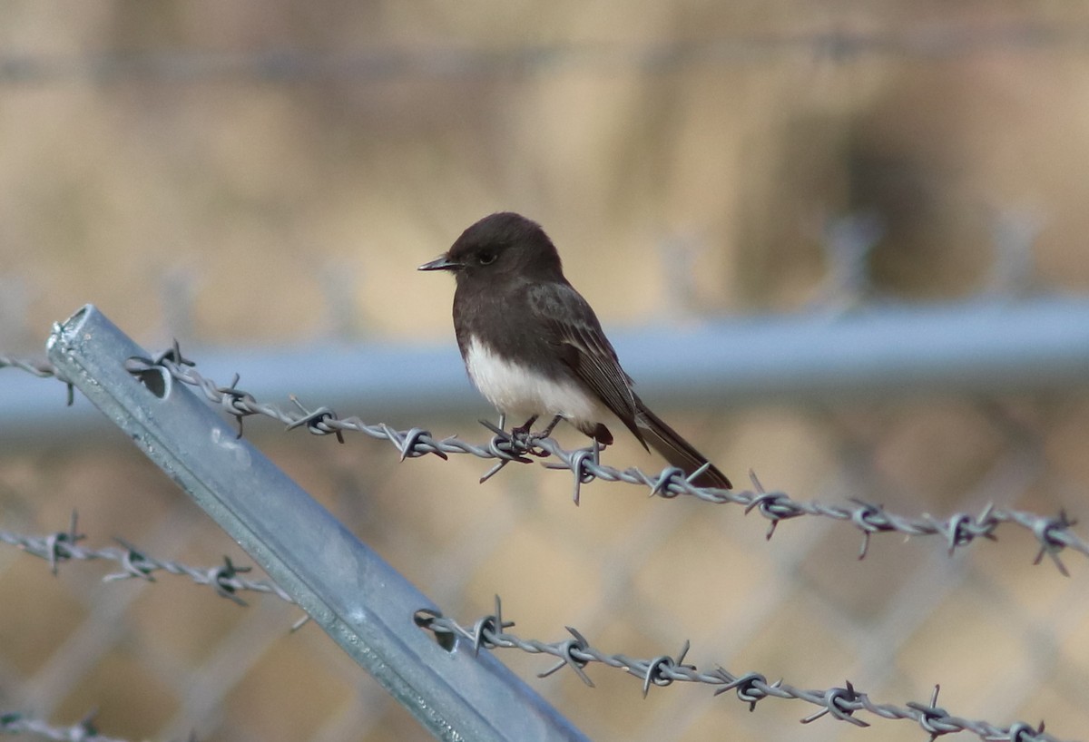 Black Phoebe - ML83905111
