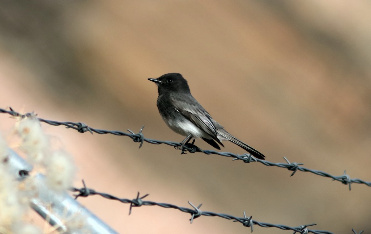 Black Phoebe - ML83905151