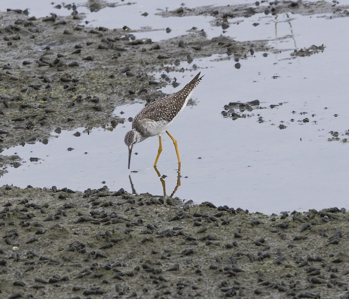 Lesser Yellowlegs - Terry  Hurst