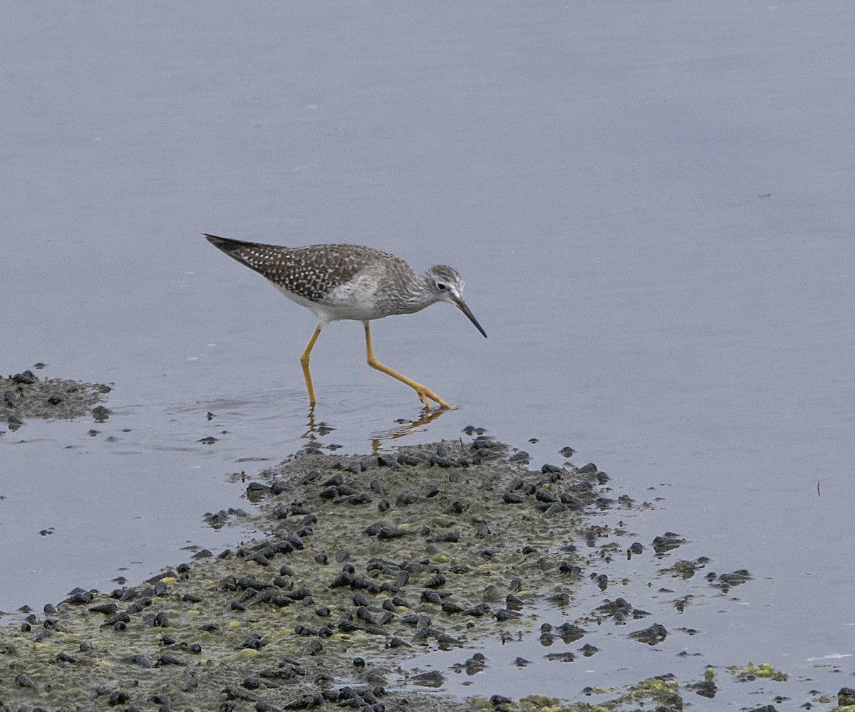 Lesser Yellowlegs - Terry Hurst