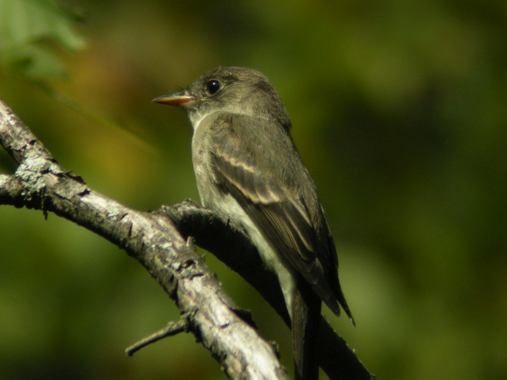 Eastern Wood-Pewee - ML83905821