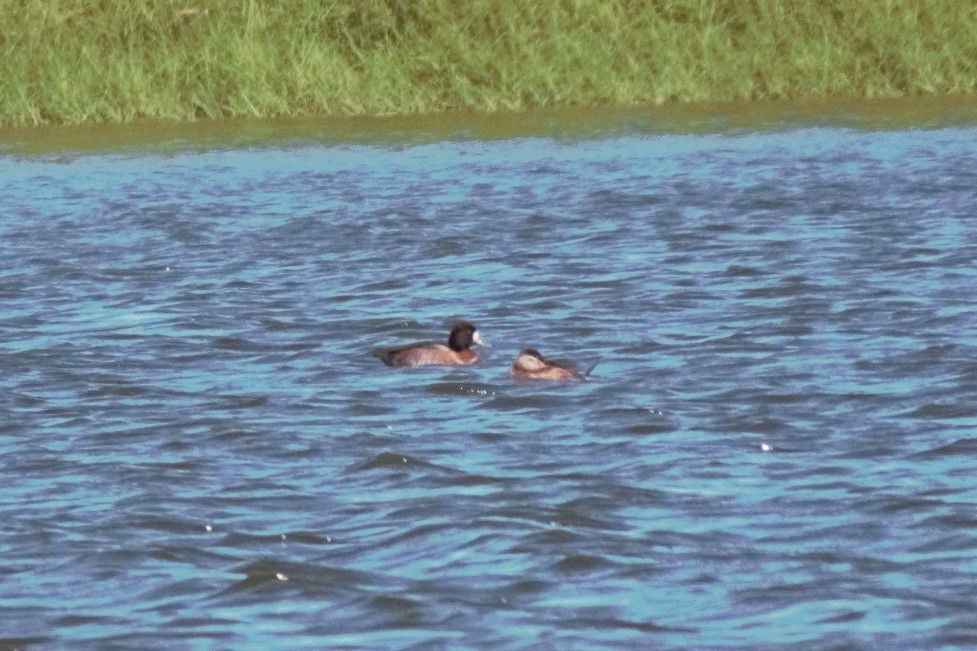 Lesser Scaup - Nestor Herrera