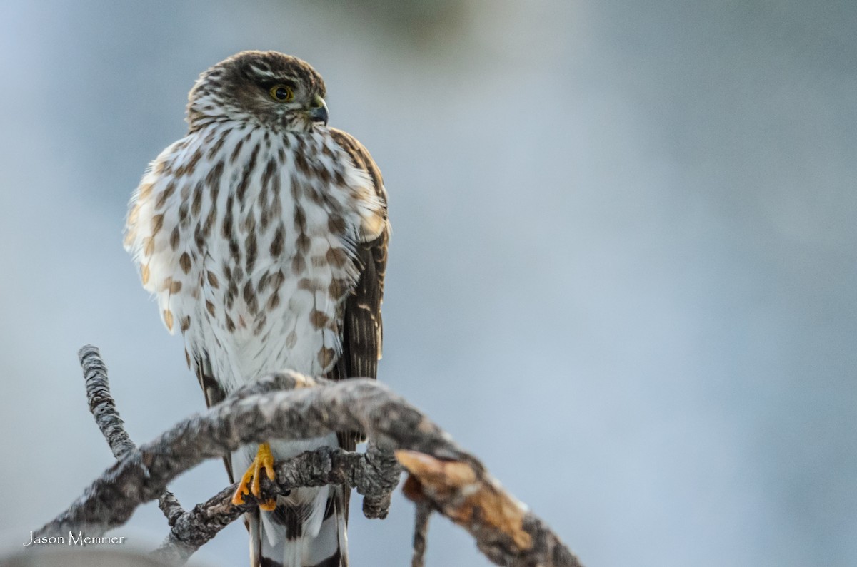 Sharp-shinned Hawk - ML83907441