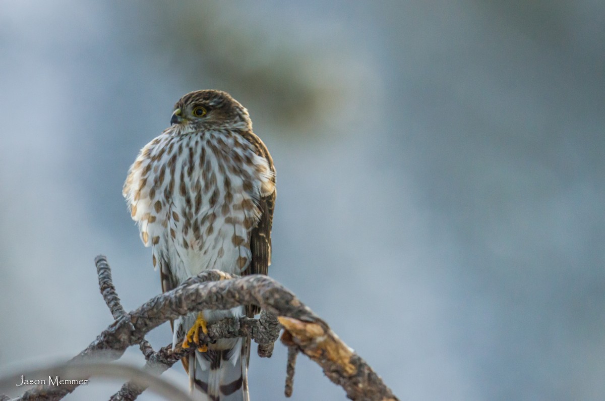 Sharp-shinned Hawk - ML83907471