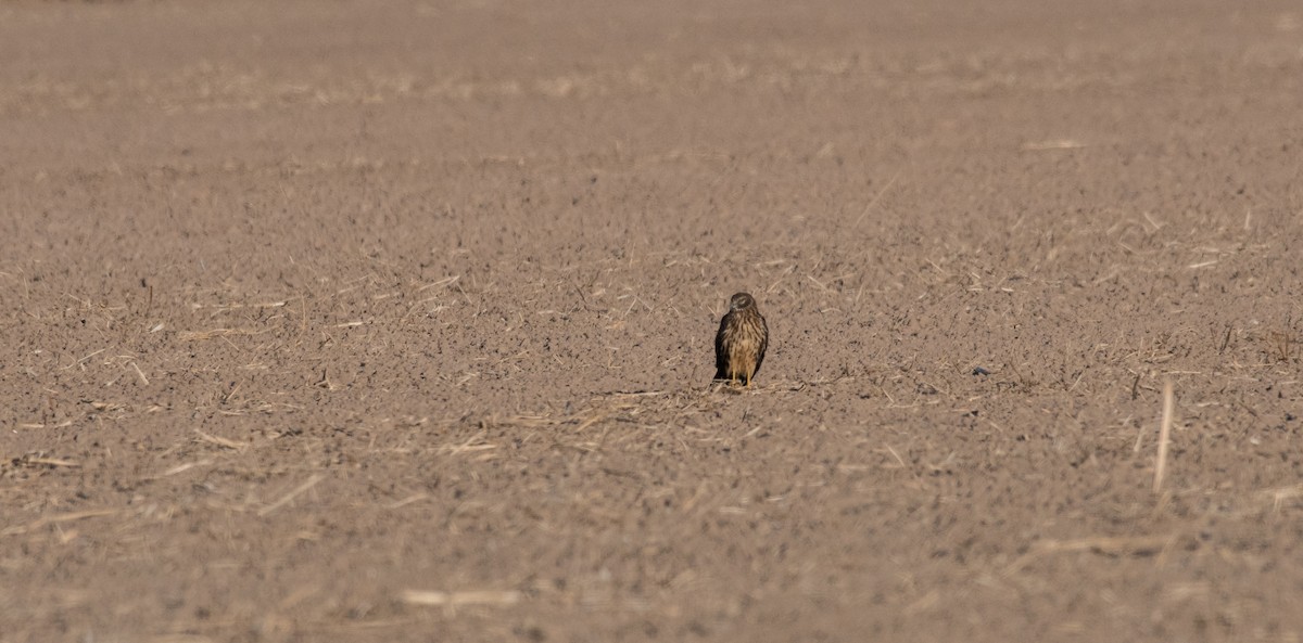 Northern Harrier - Simon Boivin