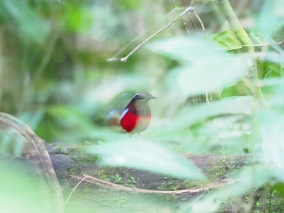 Black-crowned Pitta - ML83912101