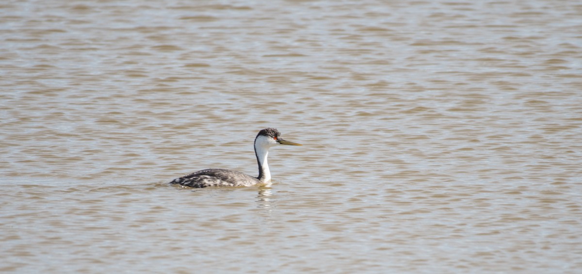 Western Grebe - ML83913121