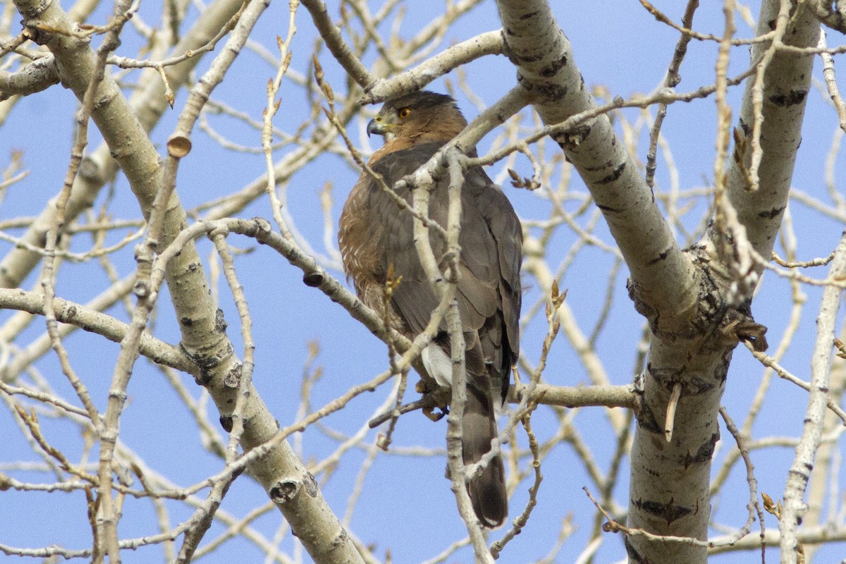 Cooper's Hawk - ML83914091