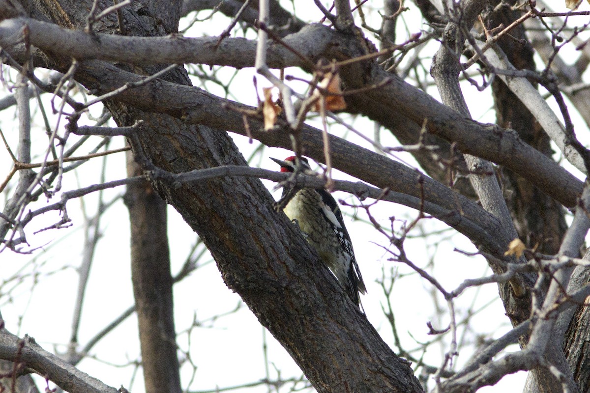 Yellow-bellied Sapsucker - ML83914321
