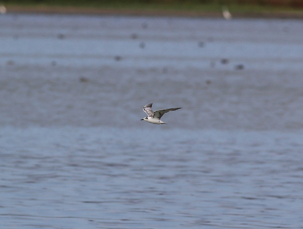 White-winged Tern - Andrew Naumann