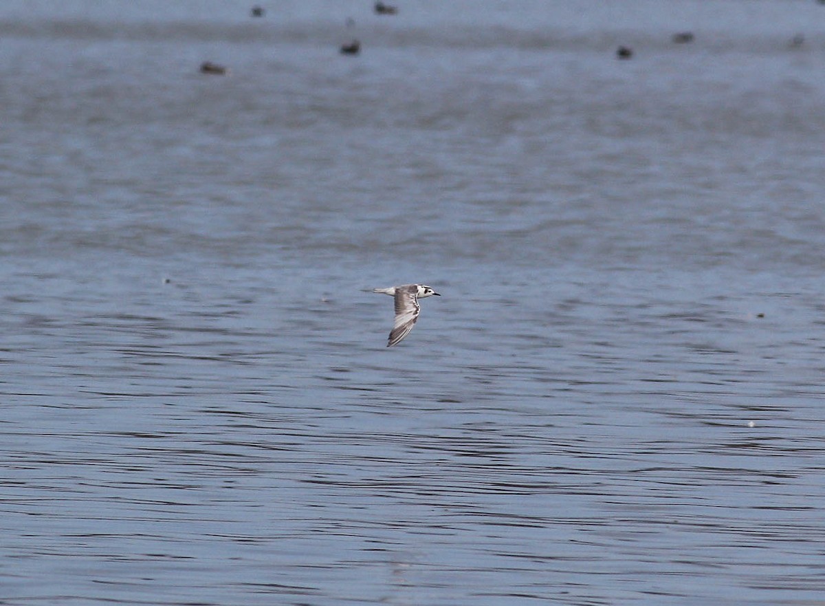 White-winged Tern - ML83914511