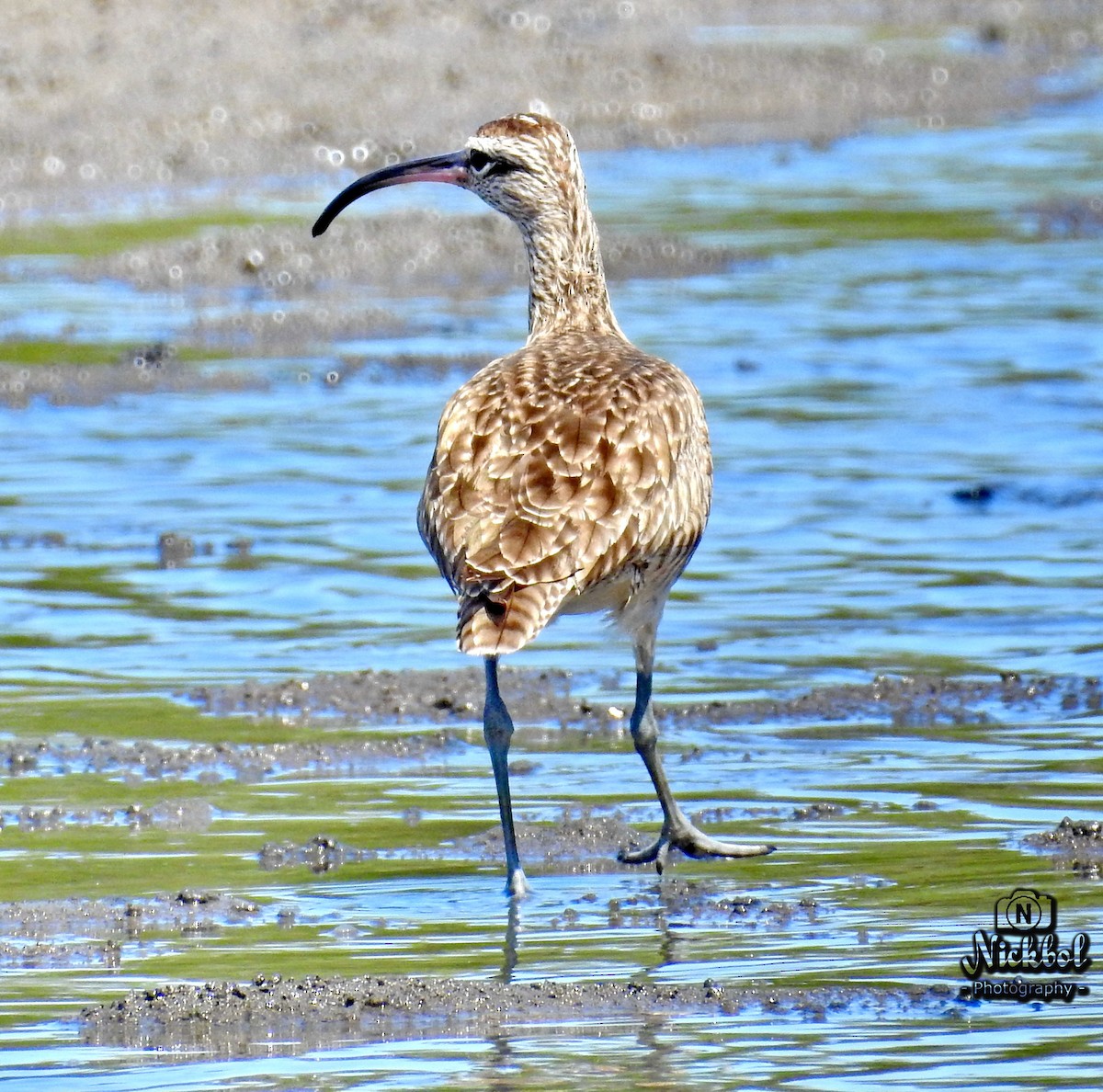 Regenbrachvogel - ML83914811