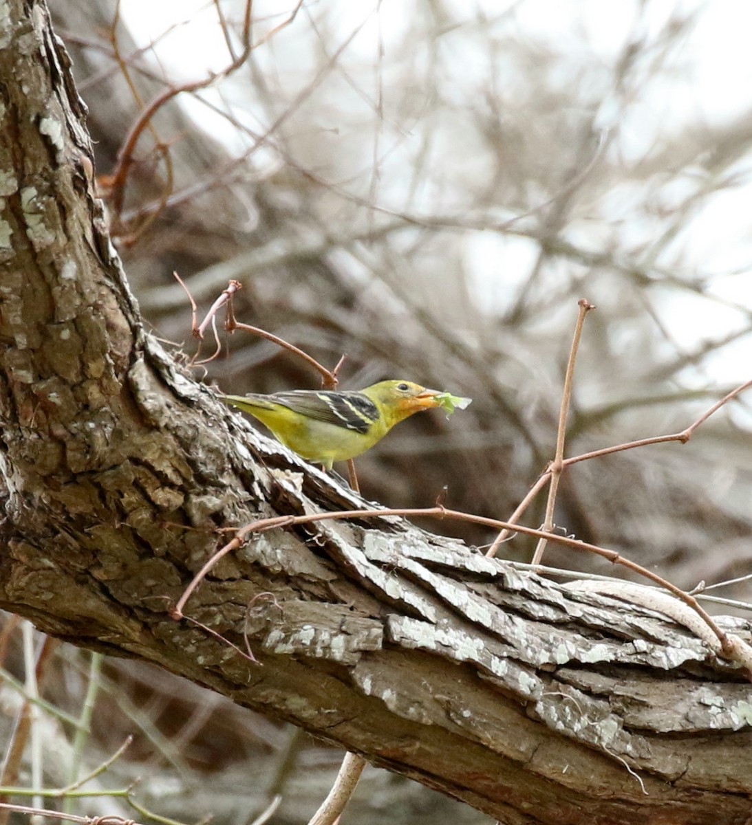 Western Tanager - ML83914921