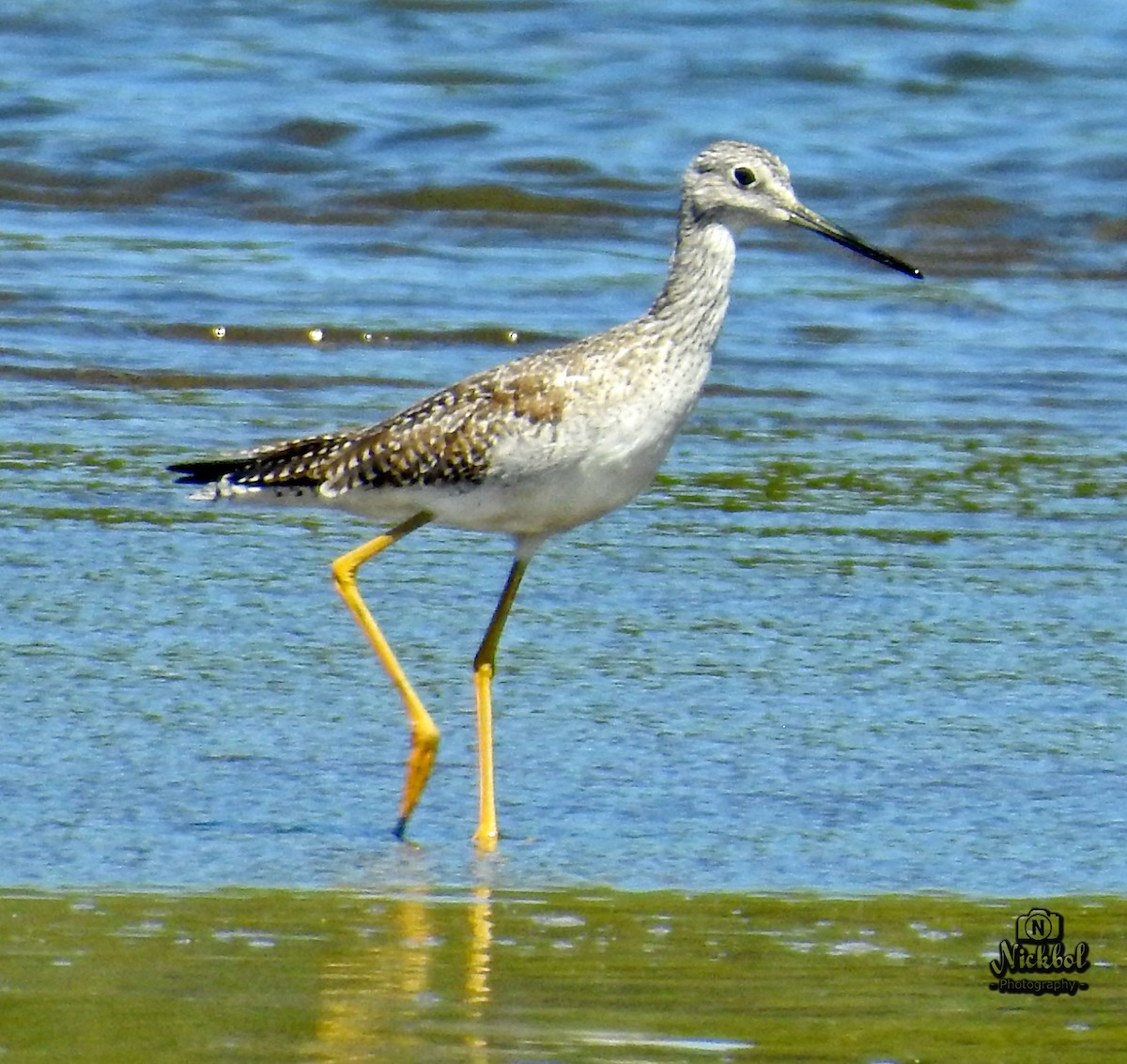 Greater Yellowlegs - ML83914991