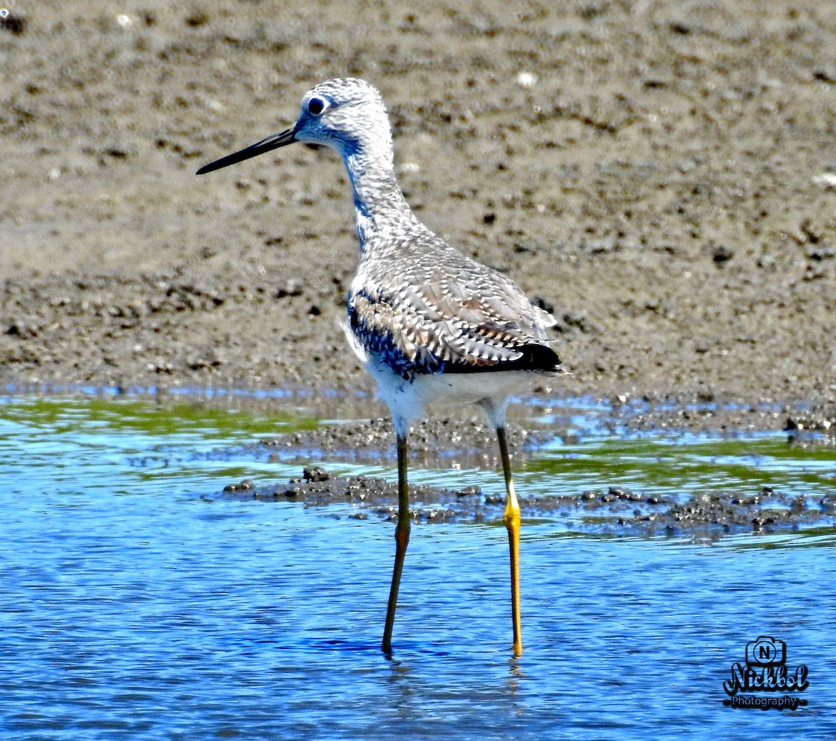 Greater Yellowlegs - ML83915011