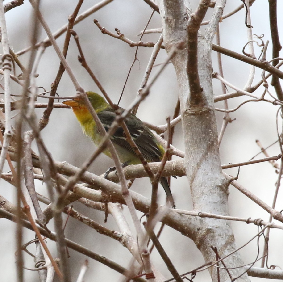 Western Tanager - ML83915081