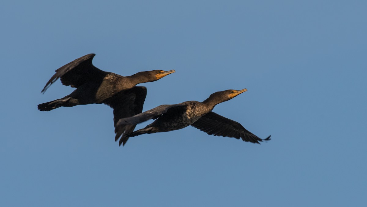 Cormoran à aigrettes - ML83915111