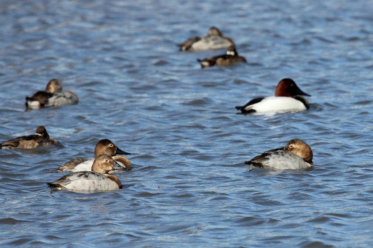 Canvasback - Andrew Core