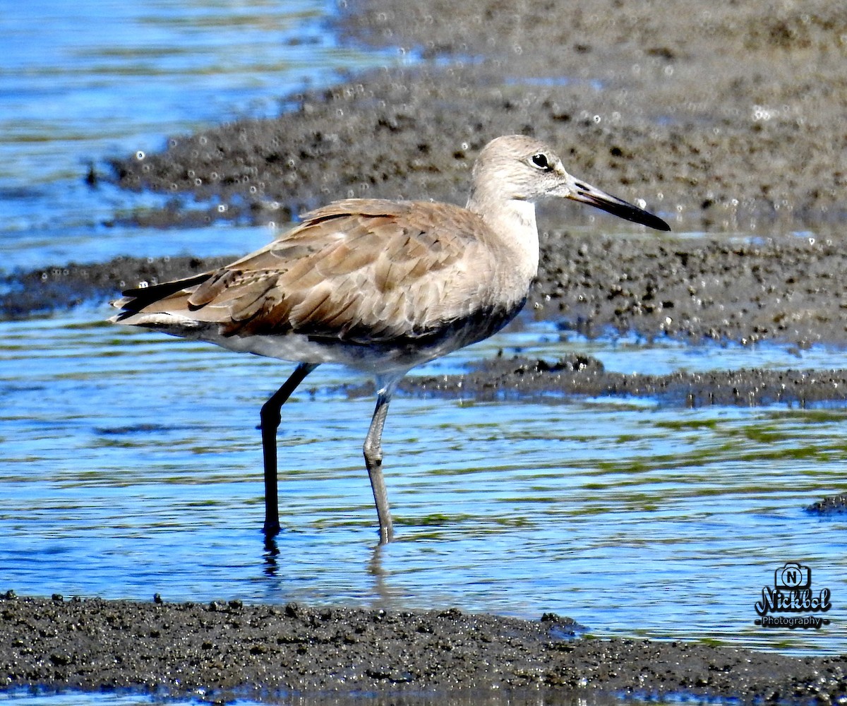 Willet - ML83916521