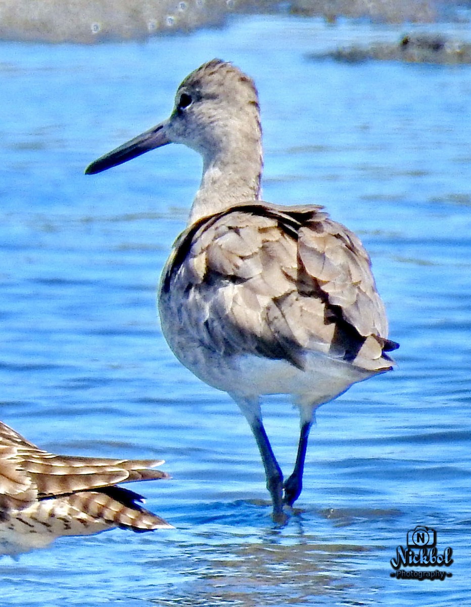 Willet - ML83916541