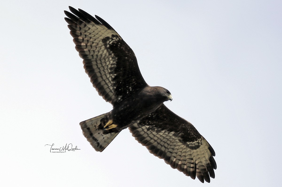 Short-tailed Hawk - ML83917591