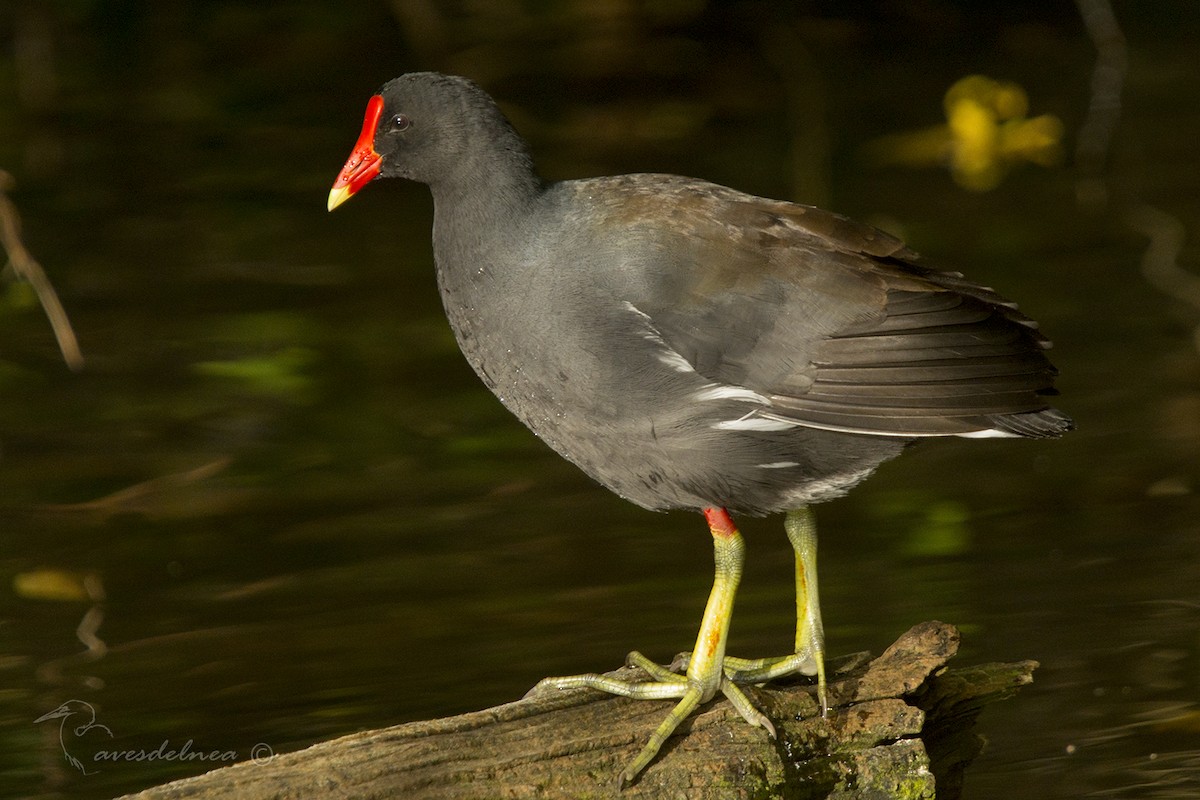 Common Gallinule - ML83918991