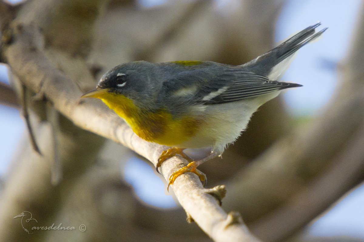 Northern Parula - ML83919201