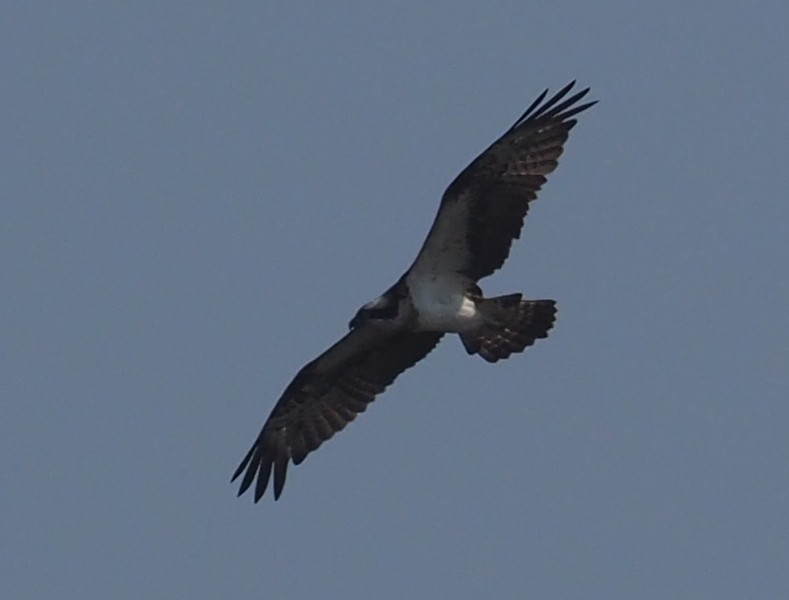 Águila Pescadora - ML83919751