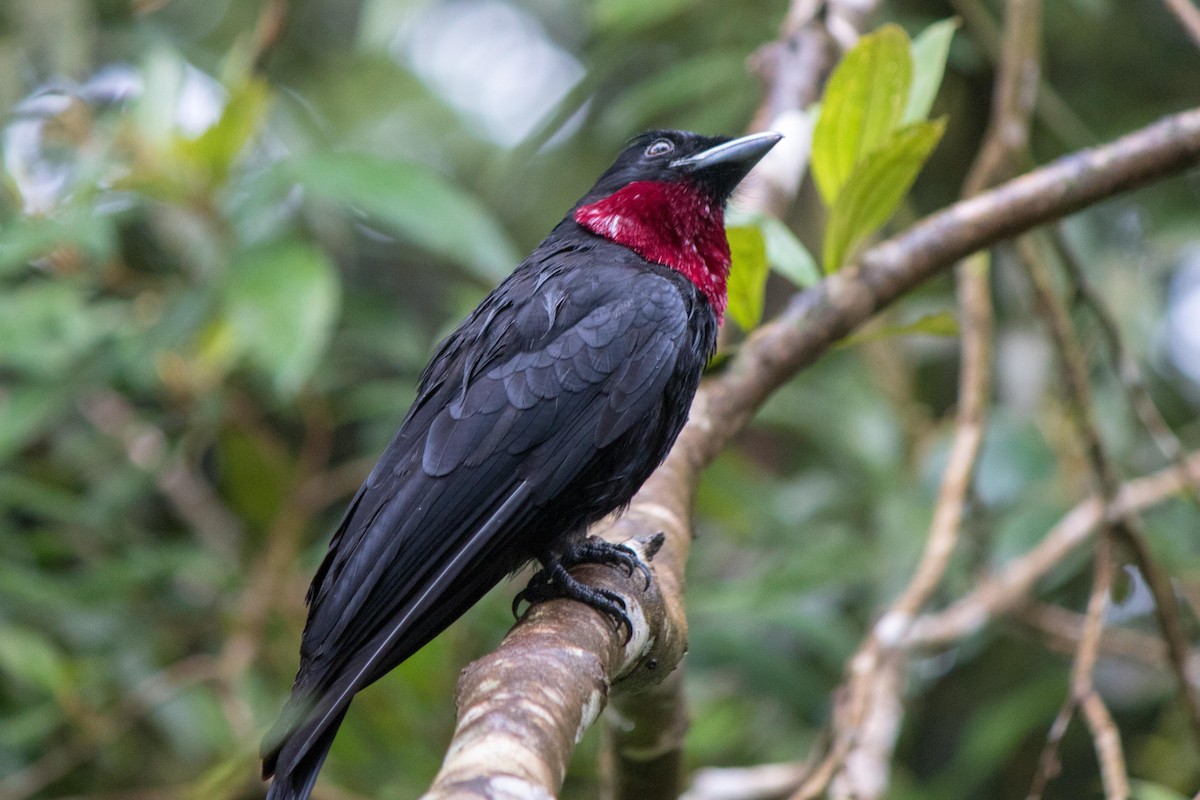 Purple-throated Fruitcrow - Michael Warner