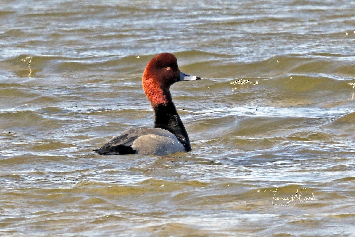 Redhead - Tammy McQuade