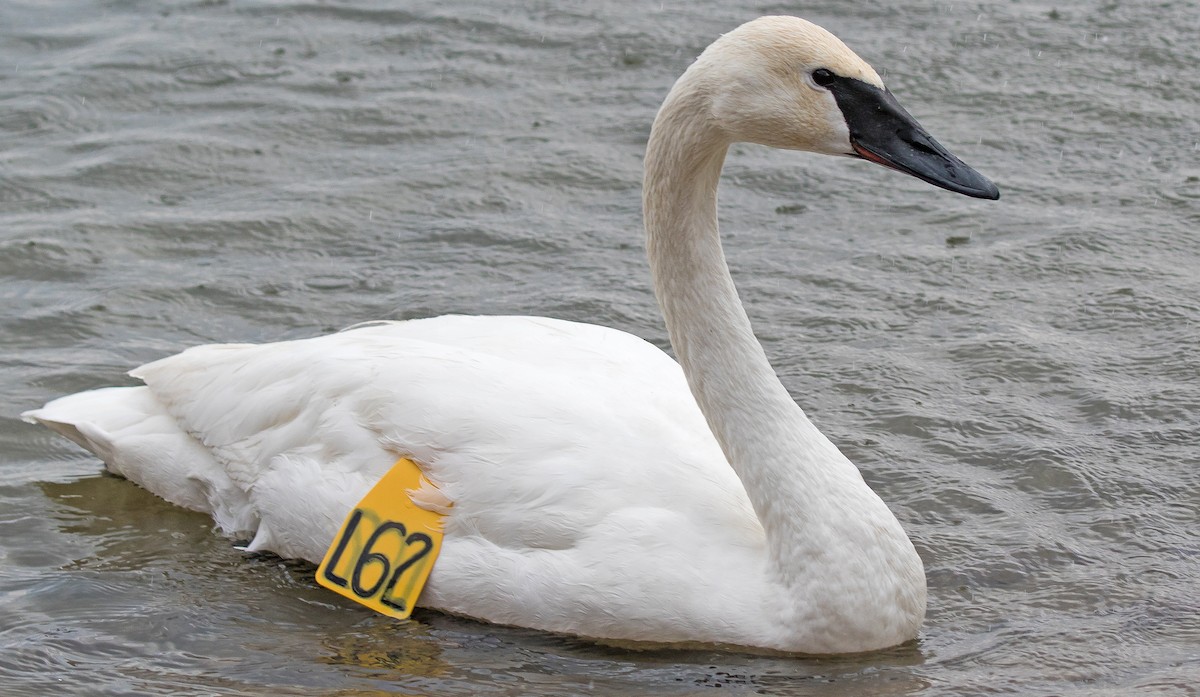 Trumpeter Swan - ML83922301