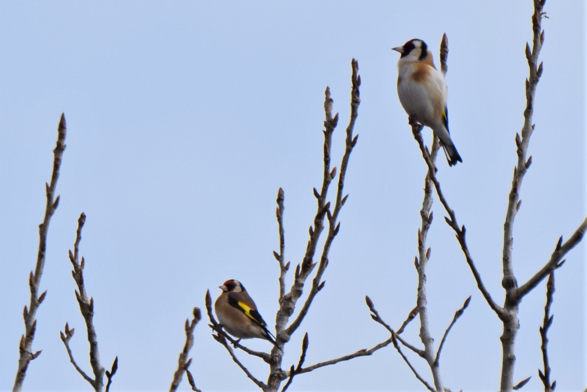European Goldfinch - ML83925151