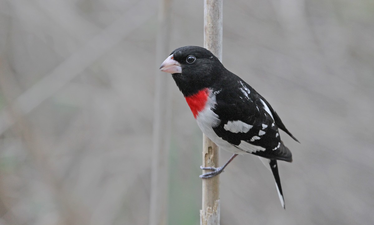 Rose-breasted Grosbeak