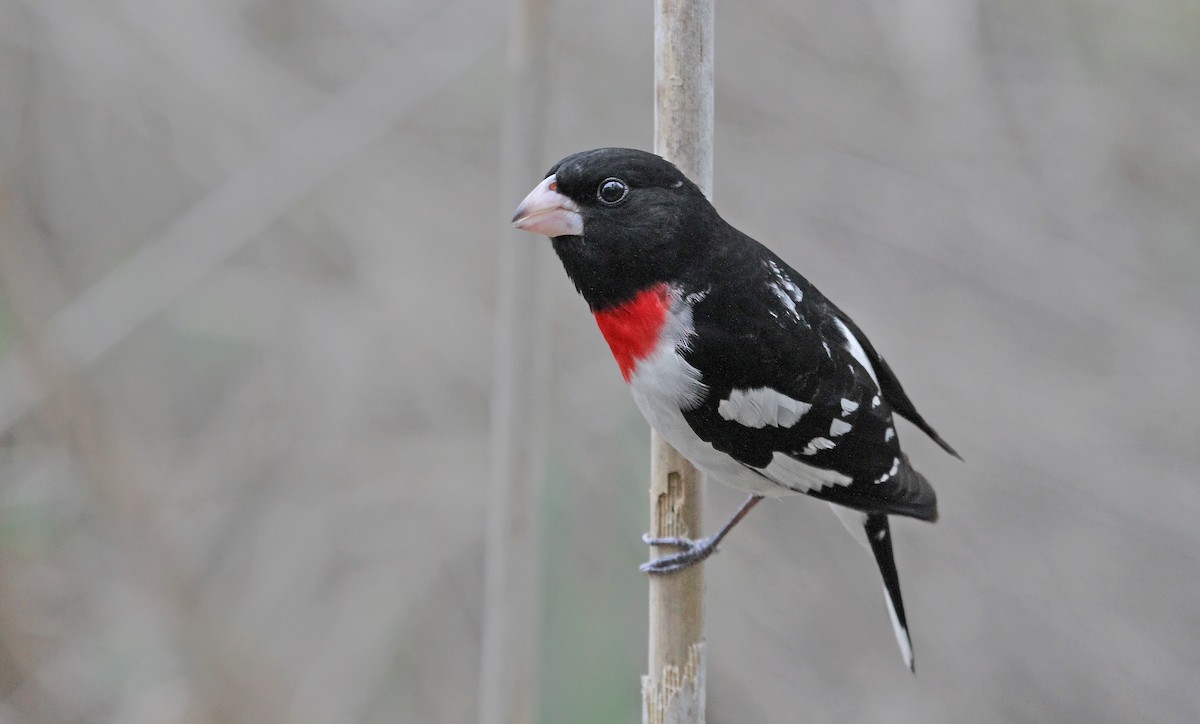 Rose-breasted Grosbeak - Ryan Schain