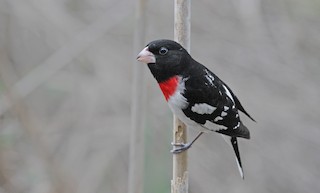 Rose-breasted Grosbeak