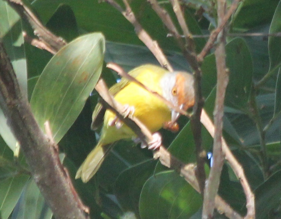 Краснобровый попугаевый виреон [группа gujanensis] - ML83926031
