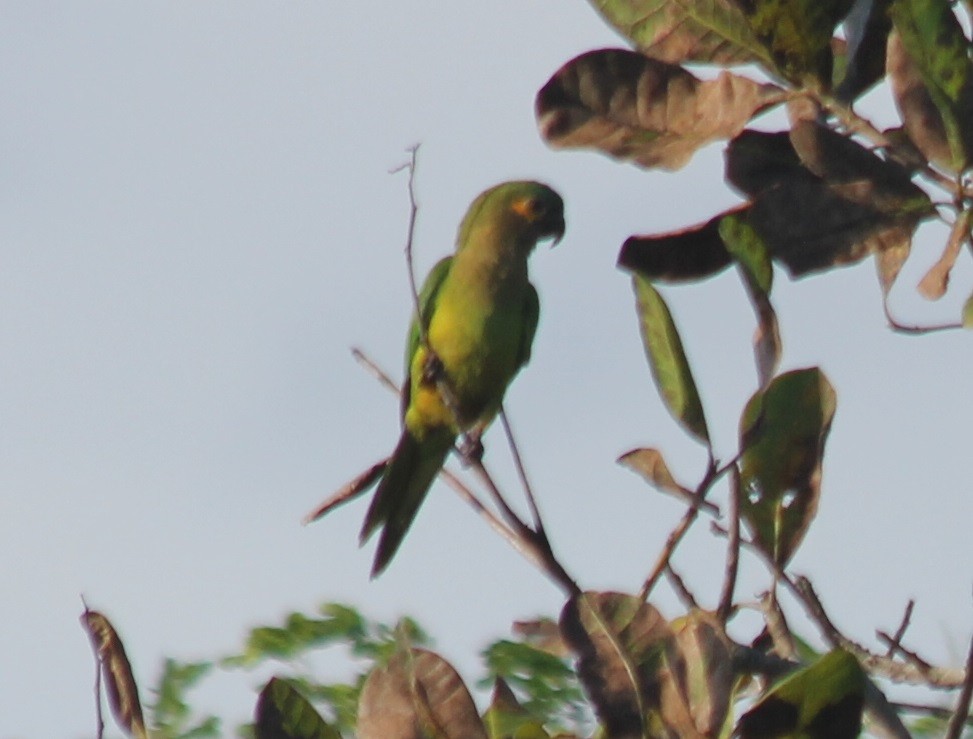 Aratinga Pertinaz - ML83926201