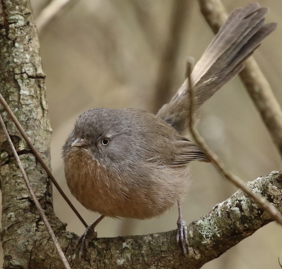 Wrentit - Ann Vaughan