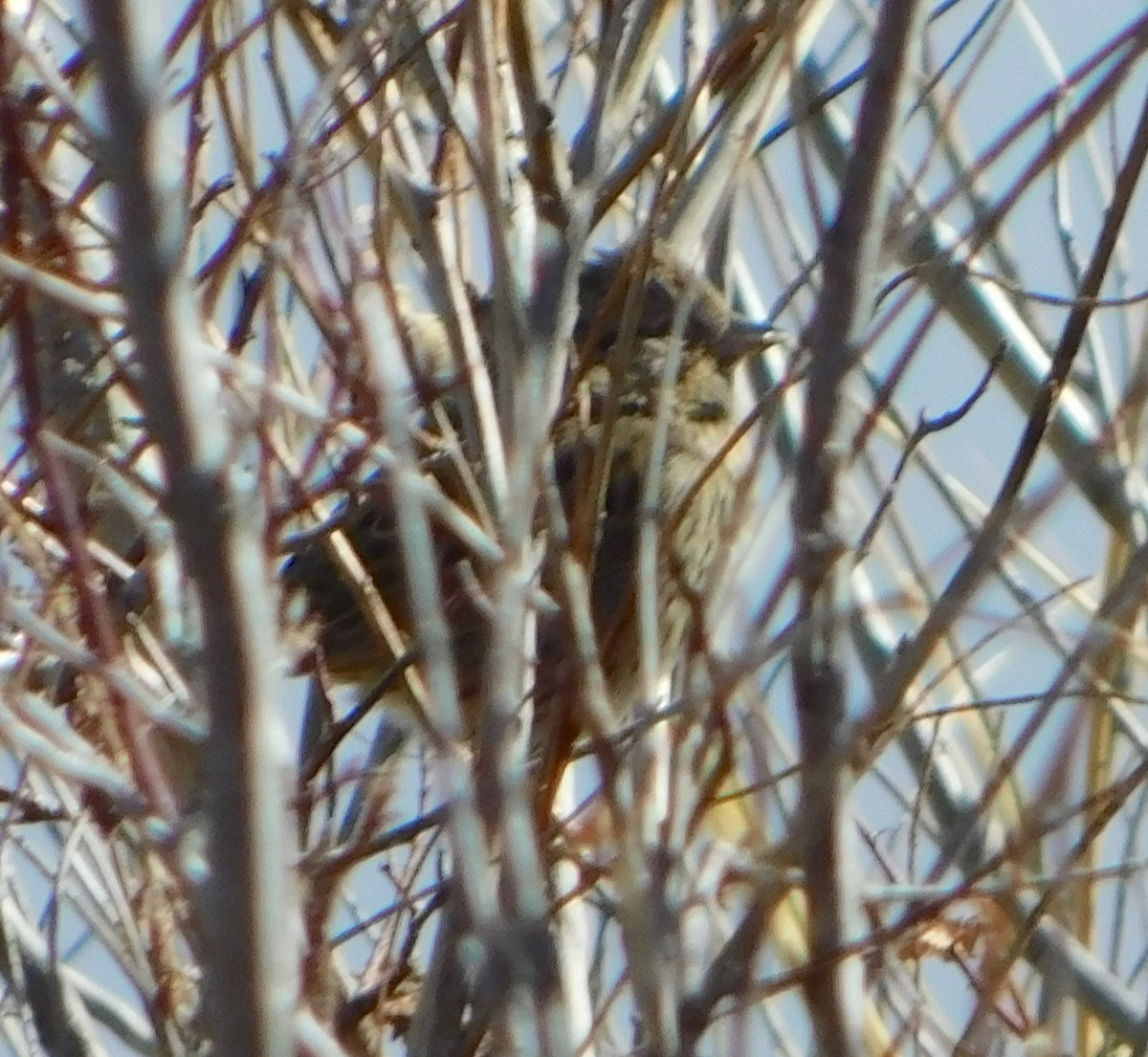 Lincoln's Sparrow - ML83929191