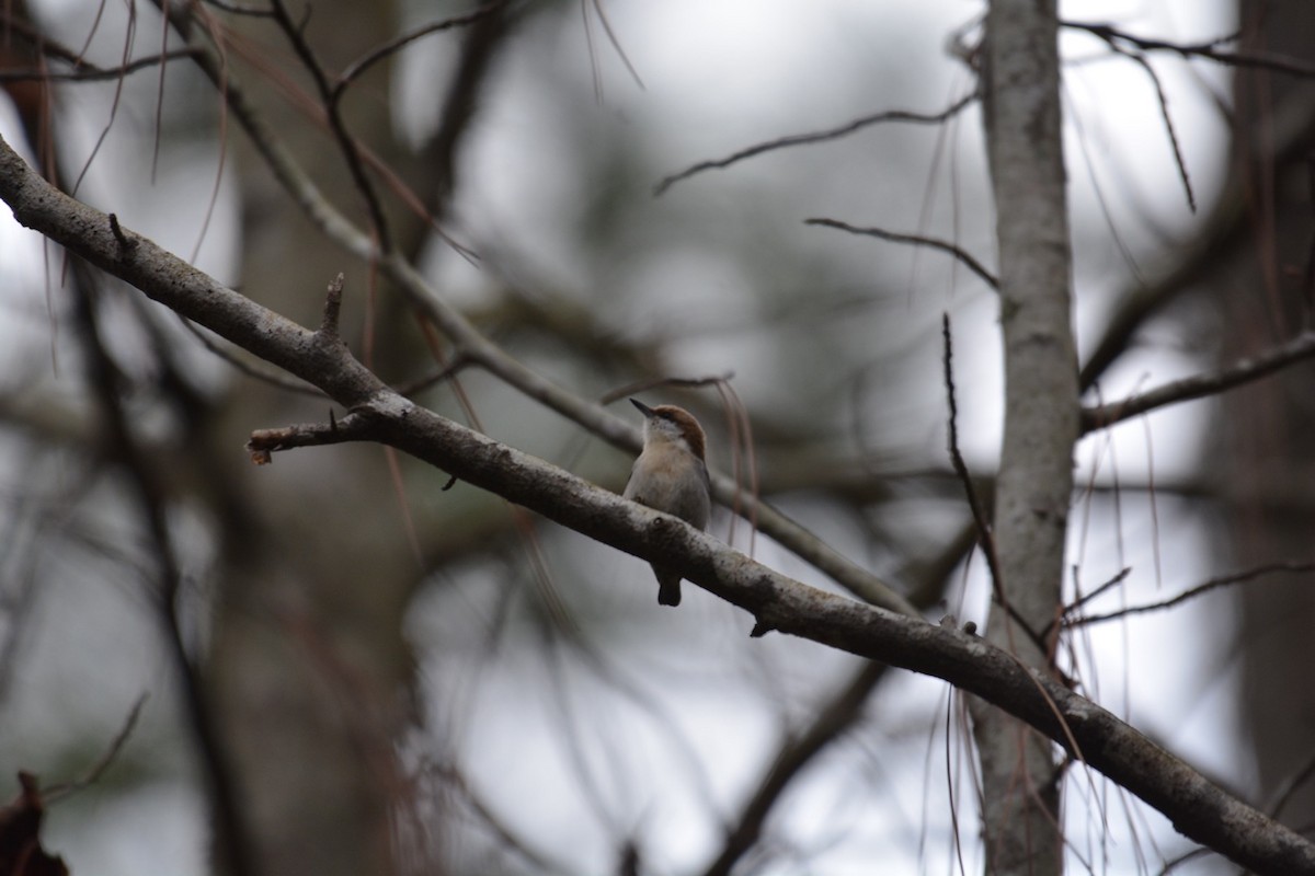 Brown-headed Nuthatch - ML83931121