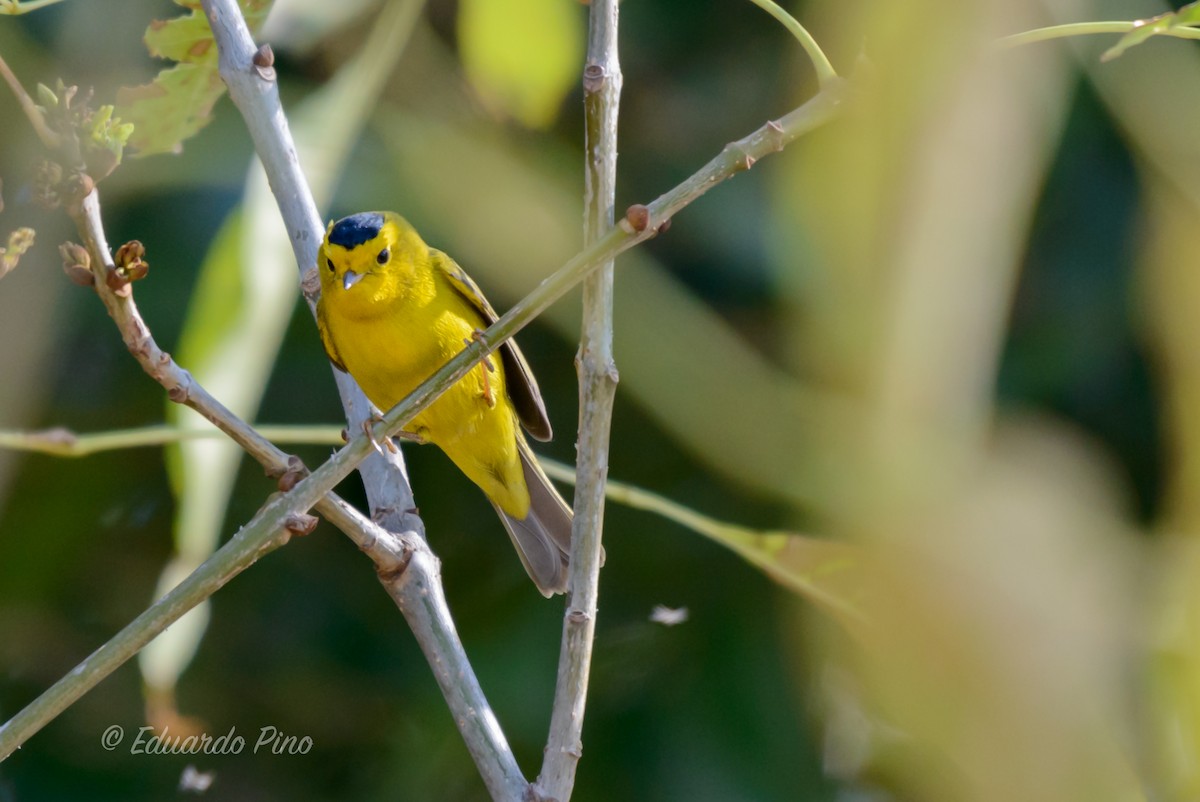 Wilson's Warbler - ML83931141