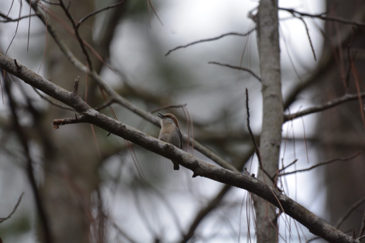 Brown-headed Nuthatch - ML83931161