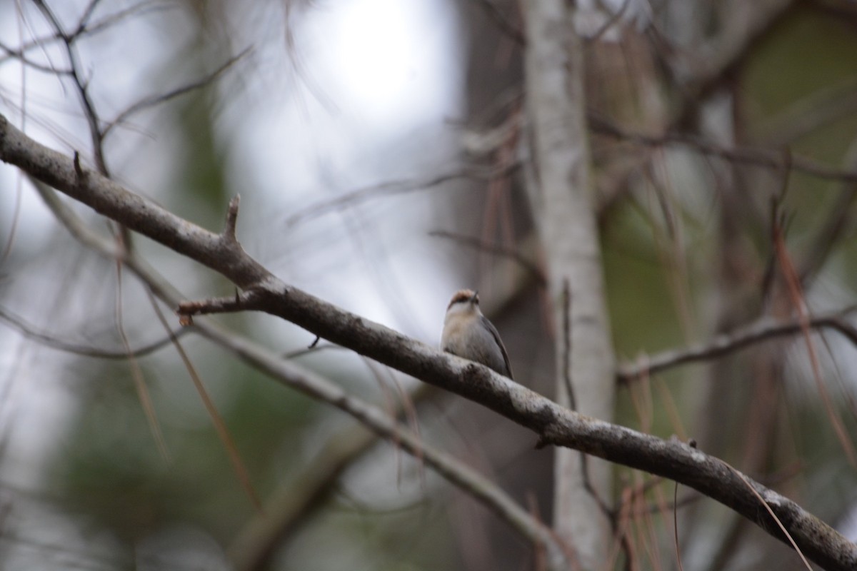 Brown-headed Nuthatch - ML83931171