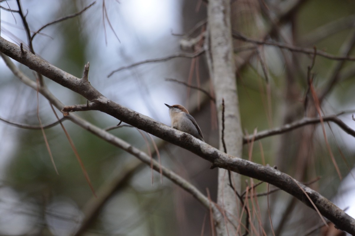 Brown-headed Nuthatch - ML83931181