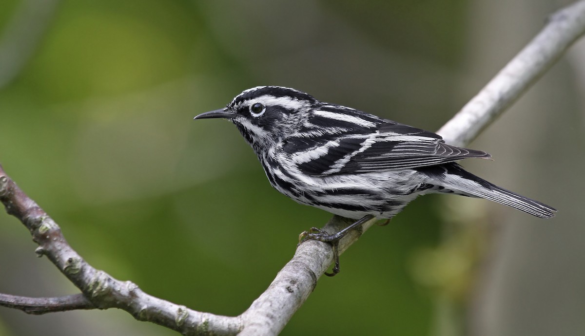 Black-and-white Warbler - ML83931271