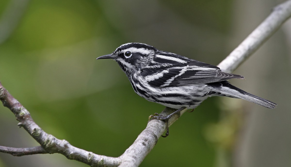 Black-and-white Warbler - Ryan Schain